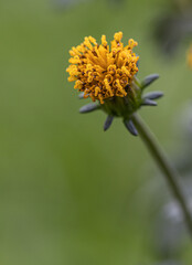Close up of an orange color French marigold (Tagetes patula) flower in sunlight. Isolated one single orange garden flower with green background. 