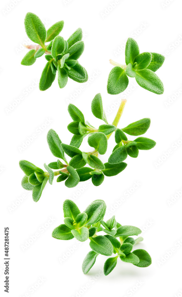 Wall mural thyme isolated. thyme herb on white background. fresh thyme plant collection is flying. - Wall murals