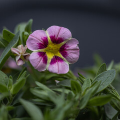 Obraz premium Beautiful pink Calibrachoa or million bell flowers