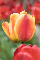 Closeup of orange tulips flowers with green leaves in the park outdoor. Isolated single one bloom with natural background. 