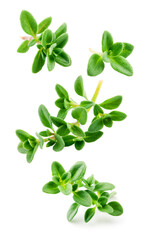 Thyme isolated. Thyme herb on white background. Fresh thyme plant collection is flying. - obrazy, fototapety, plakaty