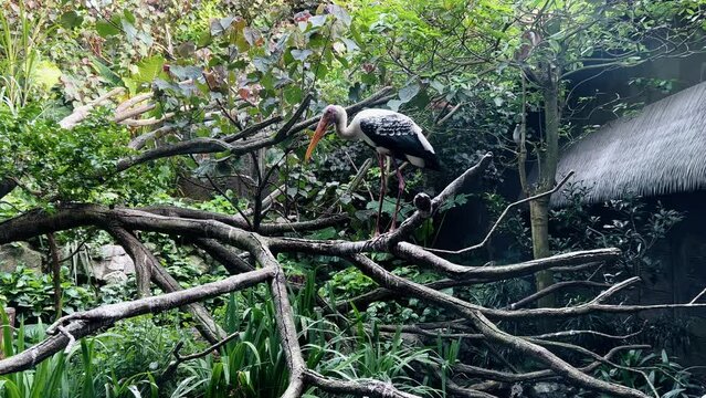 Large wader, painted stork, mycteria leucocephala perching on tree branch and fly away at Singapore river wonders, safari zoo, mandai reserves.