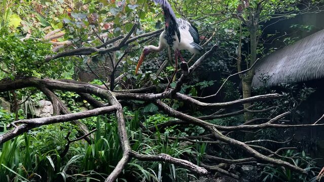 Huge painted stork, mycteria leucocephala with skinny legs walking on the tree branch, wings spread displaying its beautiful plumage at Singapore river wonders, safari zoo, mandai reserves.