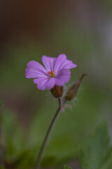 Lonely pink flower of the wild perennial plant Geranium endressii isolated in a spring garden with blurred dark green background