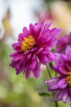 Selective focus of purple pink flower in the garden, Dahlia family Asteraceae, It is species of the genus and is widely cultivated, Nature floral background. Isolated single pink flower. Detail macro 