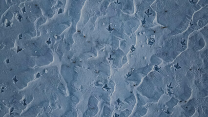 Deep animal tracks in the snow