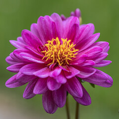 Obraz premium Selective focus of purple pink flower in the garden, Dahlia family Asteraceae, It is species of the genus and is widely cultivated, Nature floral background. Isolated single pink flower. Detail macro 