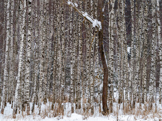 Beautiful landscape with white birches. Birches in bright sunlight. Birch grove in autumn. Birch...