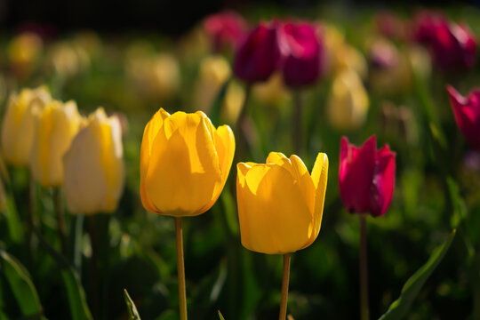 Yellow and purple tulips bloom in the garden in spring. Beautiful spring flower background. Soft focus and bright lighting. Blurred garden background. A flower bed in bright sunlight. March 8 postcard