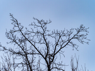 Fototapeta premium Bare tree branches on a teal blue sky background