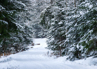 traditional winter landscape with snowy trees