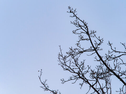 Bare Tree Branches On A Teal Blue Sky Background