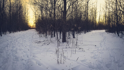 Frozen trails in the woods at dusk