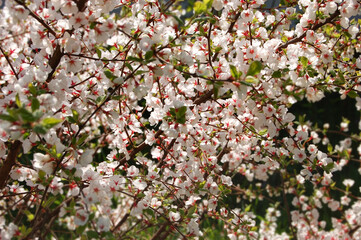 Apricot tree blossom