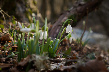 Snowdrop Galanthus nivalis in the forest close-up. Macro photography of snowdrops among fallen leaves in spring. Tender first flowers in bright sunlight. The concept of spring. Soft selective focus.