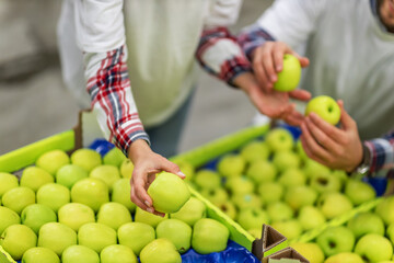 Selection and sorting of fresh green apples in crates on production line. 