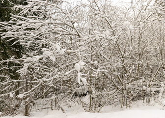 close-up view with snowy tree branches, thick layer of snow covers the tree branches
