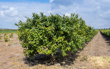 Fototapeta na wymiar The lemon trees on the agricultural farm
