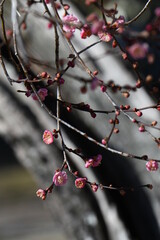 紅梅の花
