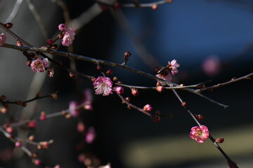紅梅の花