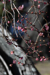 紅梅の花