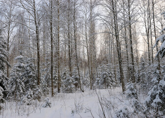 traditional winter landscape with snowy trees