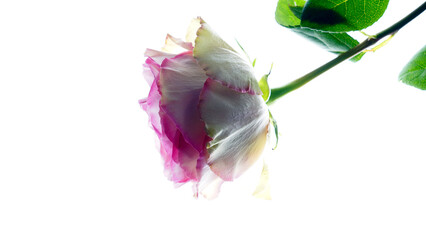 close up of a flower