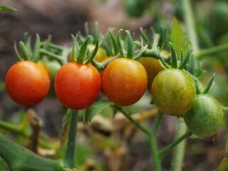tomatoes in the garden