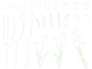 チューリップの花のセット_カラー線画