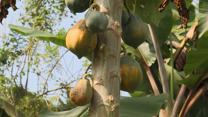 Close up of a Papaya stem with few ripening papaya having Papaya ring spot virus diseases