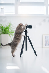 Cat photographer. Scottish straight cat with photo camera