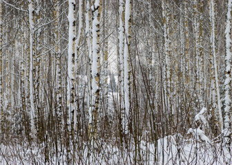 Obraz premium traditional winter landscape with snowy trees