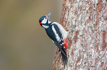 Great Spotted Woodpecker - Dendrocopos major - male bird  in the wet forest in winter