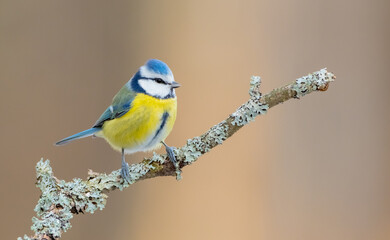 Eurasian Blue Tit - Cyanistes caeruleus - at a wet forest  in winter