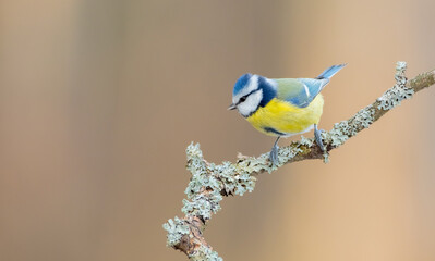 Eurasian Blue Tit - Cyanistes caeruleus - at a wet forest  in winter