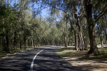 road in the woods