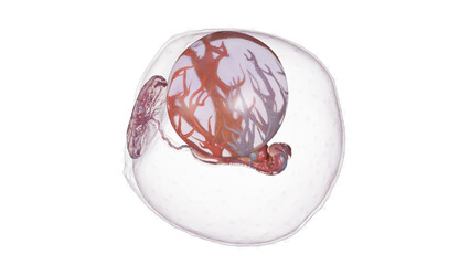 3d rendered medically accurate illustration of a human embryo - week 4