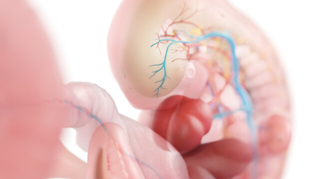3d rendered medically accurate illustration of a human embryo anatomy - week 6