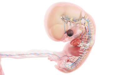 3d rendered medically accurate illustration of a human embryo anatomy - week 8