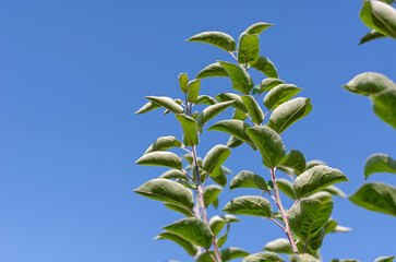 The branches of an apple tree with green leaves against the blue sky.