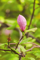 Magnolia flower bud