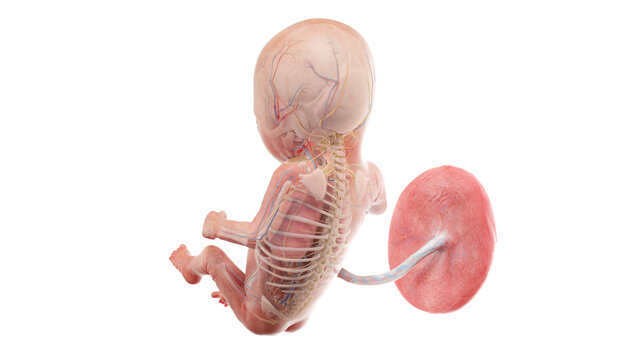 3d rendered medically accurate illustration of a human fetus anatomy- week 14