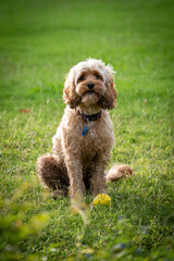 Cavoodle sitting on grass in the sunset next to ball