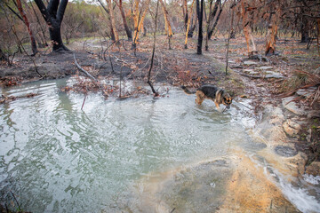 Sydney bushland recovering from wildfires