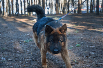 The dog is tied to a tree in the woods. The male German shepherd is tied to the trunk of a pine tree with a long leash.