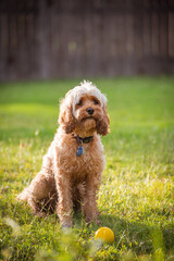 Cavoodle sitting on grass in the sunset next to ball