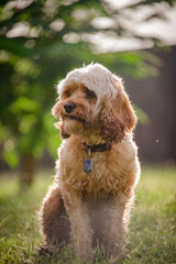 Cavoodle sitting on grass in the sunset