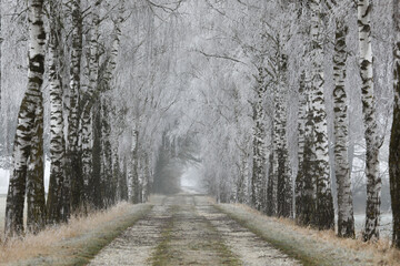 Winterliche Birkenallee mit Rauhreif an den Ästen an einem kalten Wintertag im Landkreis Augsburg