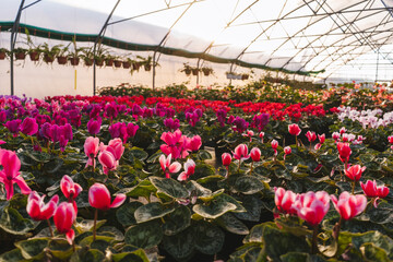 Lot of pink flowers cyclamen in greenhouse.