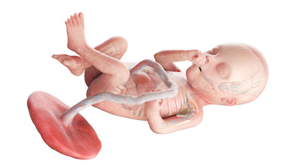 3d rendered medically accurate illustration of a human fetus anatomy - week 20